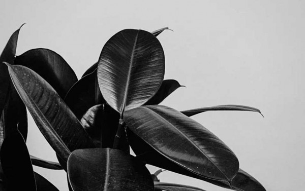 Black Natural Rubber Leaves